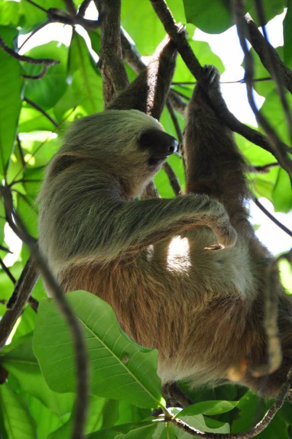 Chegamos pertinho de um bicho-preguiça no Parque Nacional de Manuel Antonio, no litoral do Oceano Pacífico, na Costa Rica